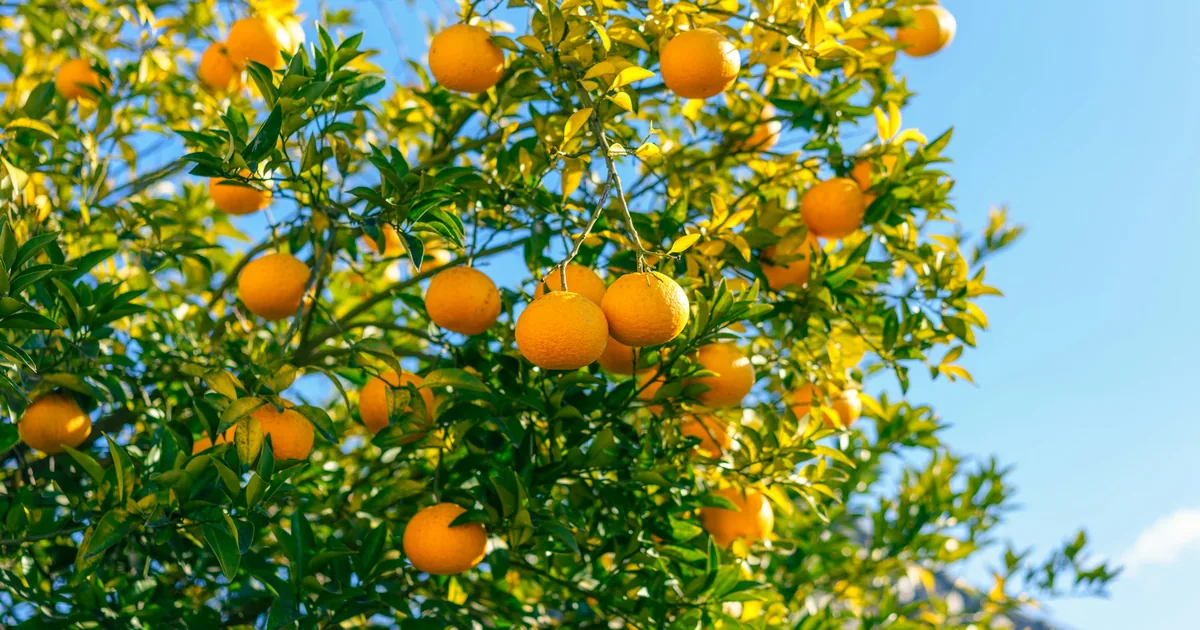 Brasilianische Orangensaftbestände um 75 % höher — Ägypten gewinnt bei der Orangenverarbeitung für internationale Einkäufer an Bedeutung