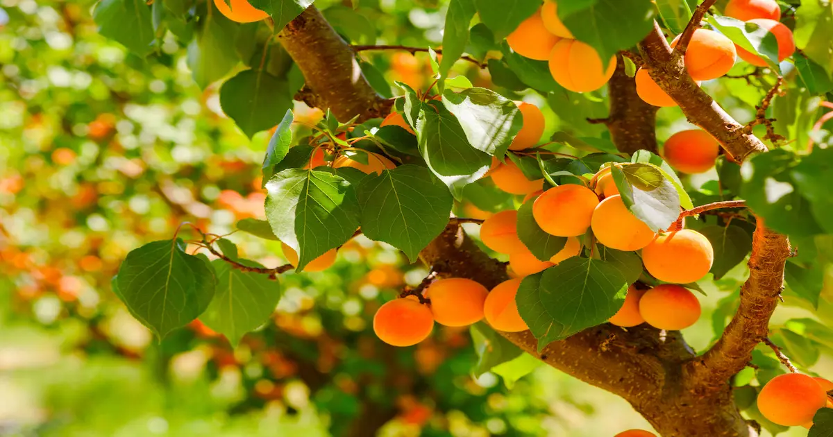 Abricots frais à la récolte dans un verger égyptien — la récolte 2026 est annoncée nettement en deçà des dernières années après chaleur et pression parasitaire
