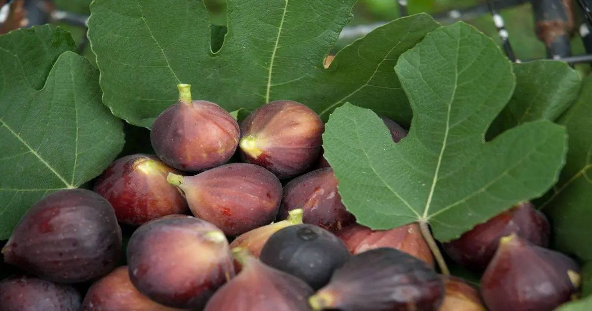 Figues Barshoumi fraîches à la récolte dans un verger égyptien — la saison de quatre mois court de fin juin à octobre