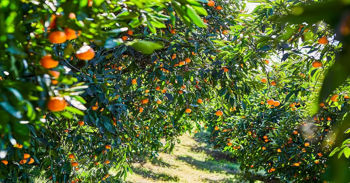 Mandarines mûres sur l'arbre dans un verger d'agrumes égyptien — l'Égypte produit environ 988 000 tonnes de mandarines par an