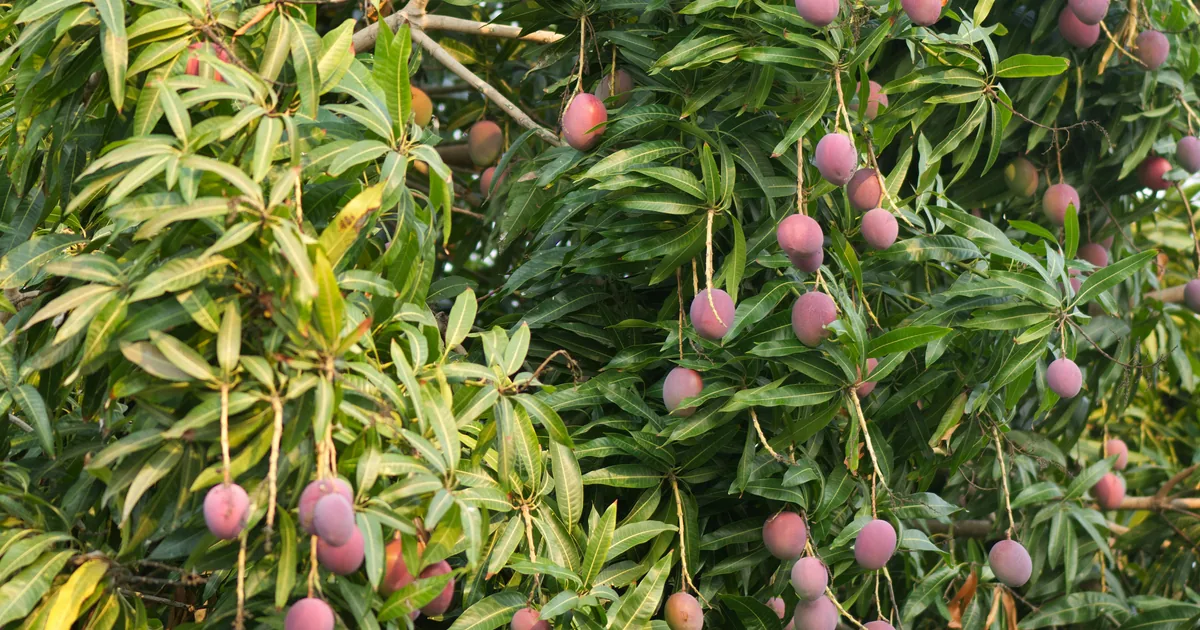 Saporina Egyptian mango purée, nectar and canned slices — the 2026 Egyptian mango crop