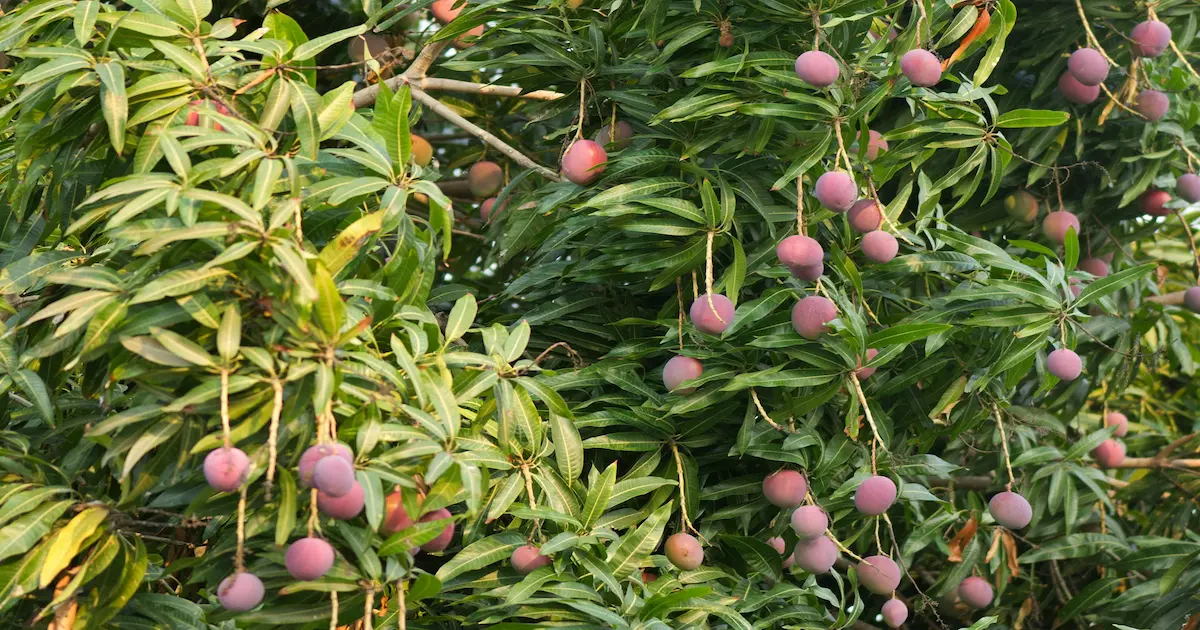 Mangues mûrissant sur l'arbre dans un verger égyptien — la saison 2026 devrait démarrer avec environ deux semaines de retard, avec un impact limité sur la récolte