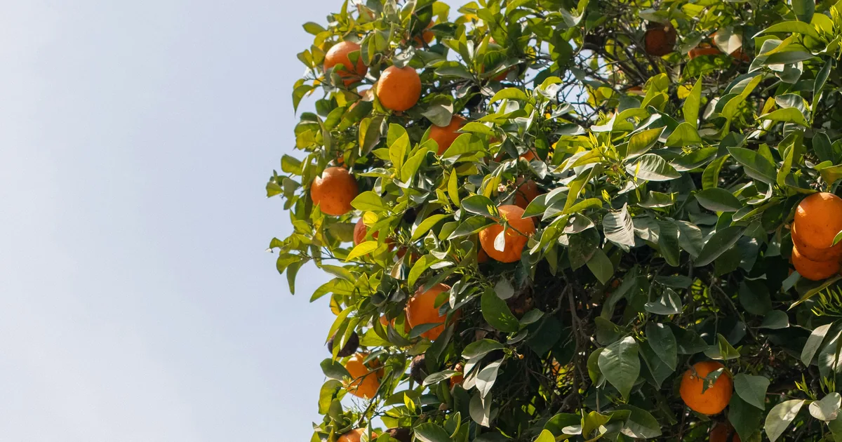 Egyptian oranges for juice — NFC and concentrate from a citrus base that ranks third in world fresh orange exports