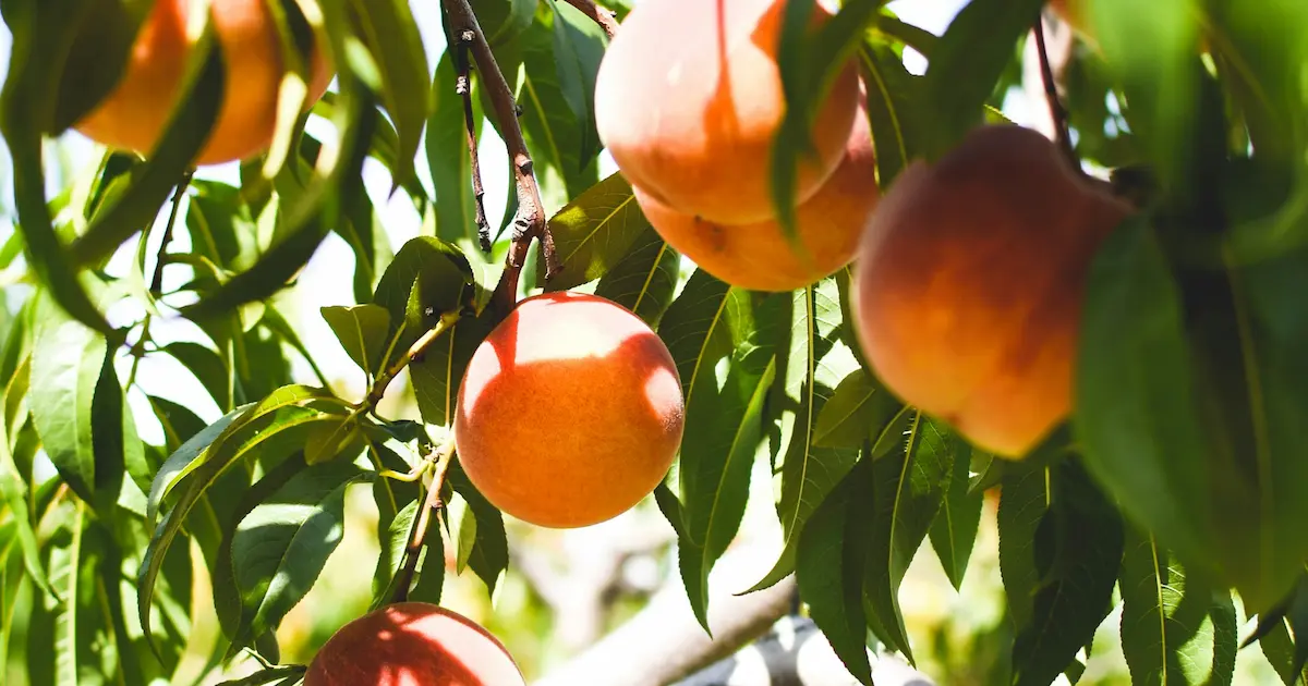 Reife Pfirsiche am Baum in einem ägyptischen Obstgarten — die Ernte 2026 startete Ende März und wird in gestaffelten Runden gepflückt