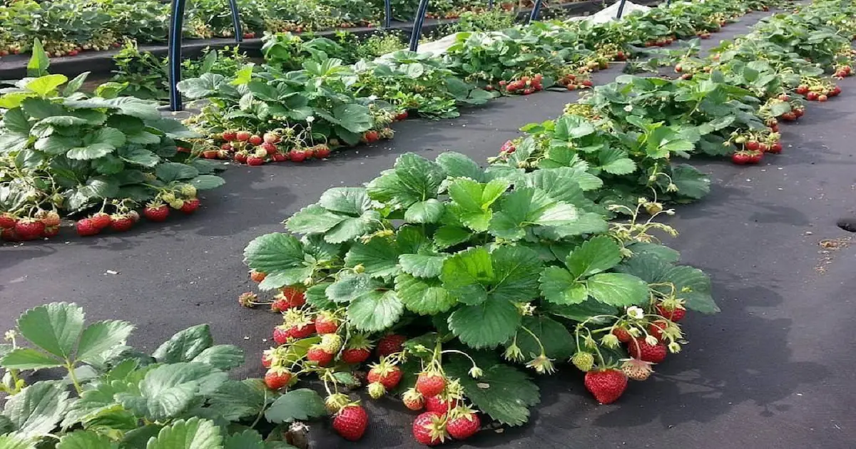 Champs de fraises dans les principaux districts producteurs d'Égypte — la filière se consolide autour des producteurs professionnels à l'approche de la campagne 2026/27