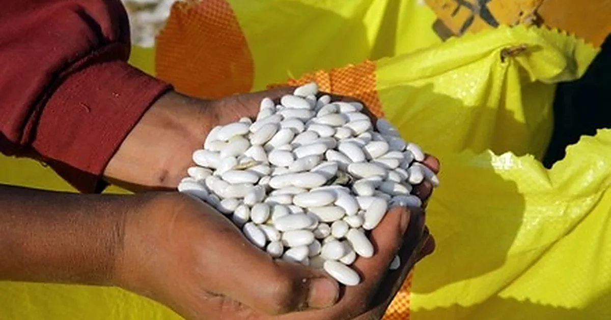 Haricots blancs égyptiens fraîchement récoltés, nettoyés et tamisés dans un champ du delta du Nil au début de la saison d'été 2026