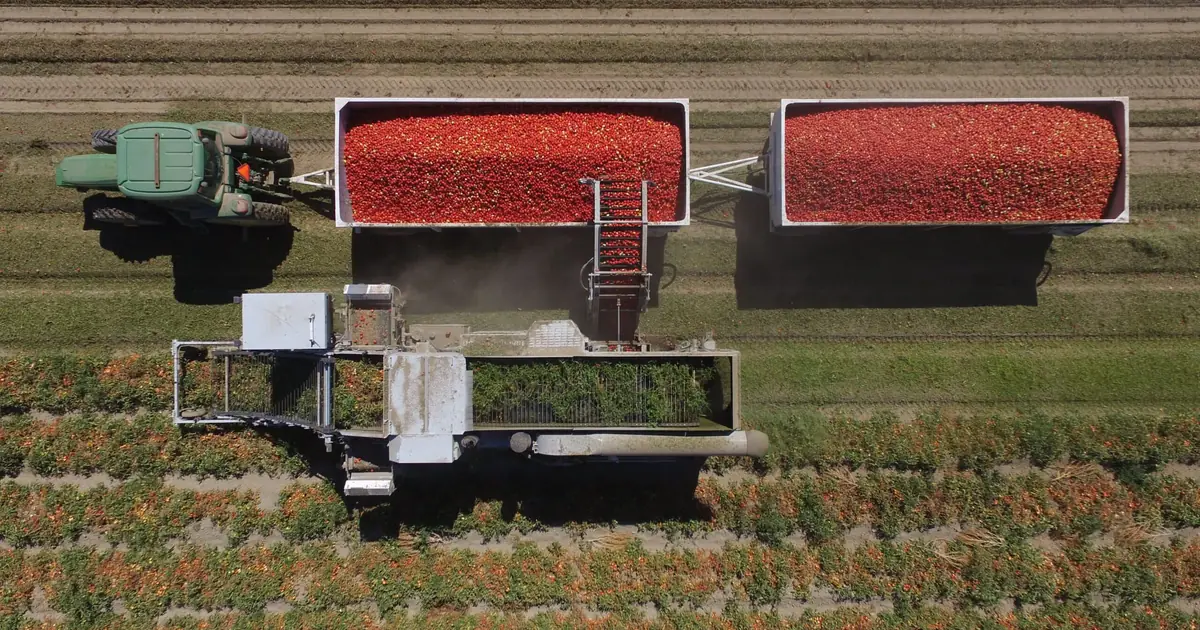 Saporina Egyptian tomato paste — 2026 processing tomato crop and raw material price outlook