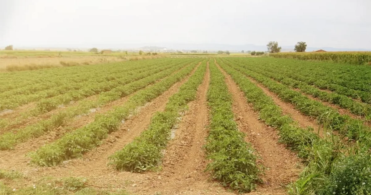 Saporina Egyptian tomato paste — Egypt's 2026 crop alongside the Spanish russet mite outbreak